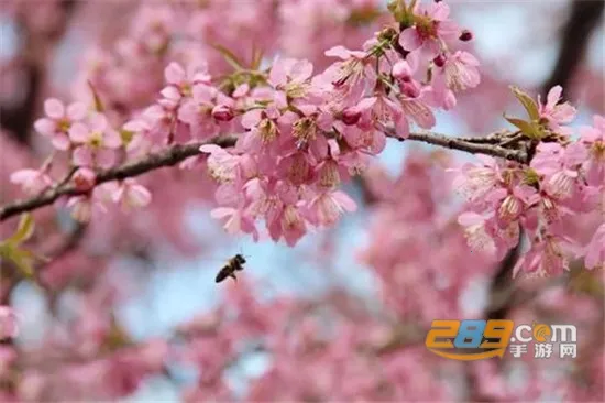 樱花浏览器(资源隐私浏览器) 樱花浏览器(资源隐私浏览器)