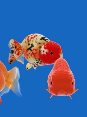 锦鲤送福最新手机版 锦鲤送福最新手机版