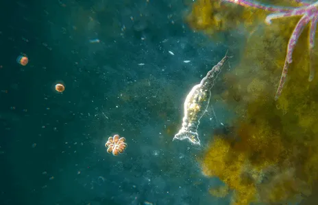 ����ģ����2025���°汾