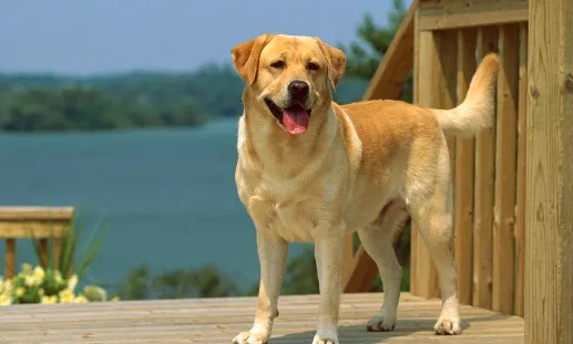 ��С��2026���ذ�װ