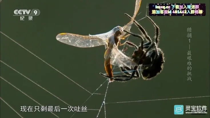 彩虹飞鸟稳定安卓版手机版 彩虹飞鸟稳定安卓版手机版