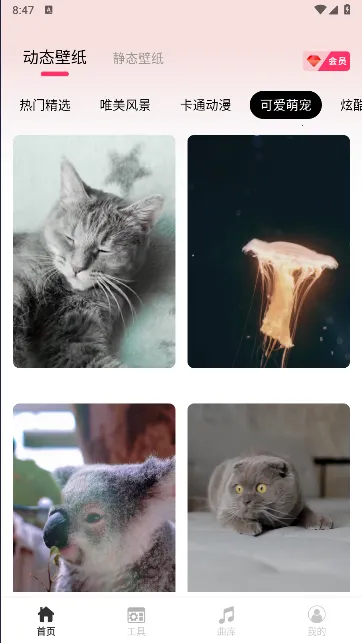 intoLiveApp����v1.44 �ٷ�����