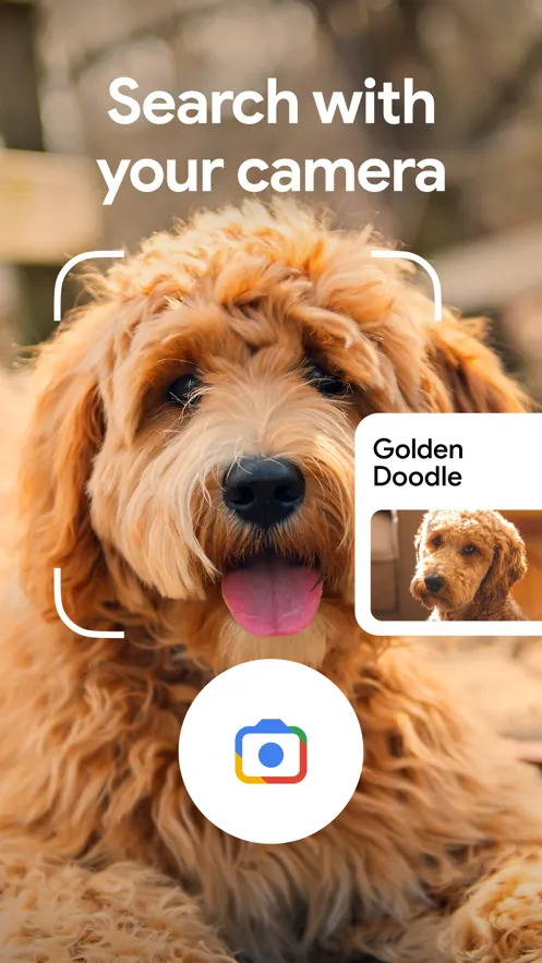 �ȸ���������