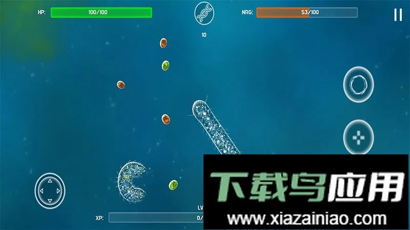 孢子的起源 孢子的起源