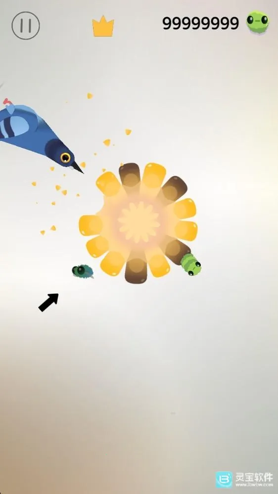 pigeon疯狂的鸽子 pigeon疯狂的鸽子