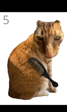��è��ëv1.0 �ֻ���