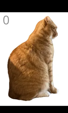 ��è��ëv1.0 �ֻ���