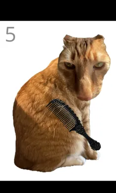 ��è��ëv1.0 �ֻ���